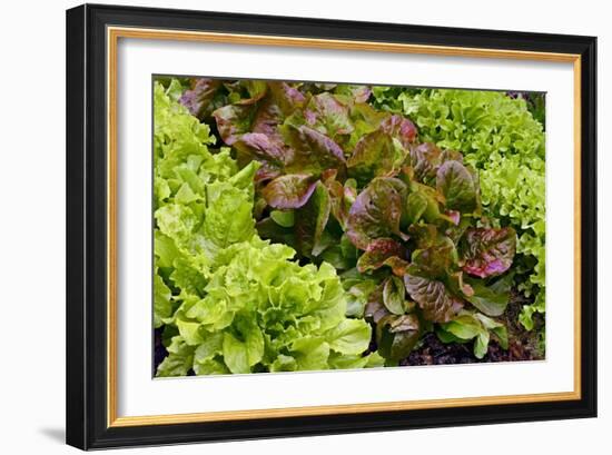 Lettuce-Bjorn Svensson-Framed Photographic Print