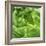 Lettuce-Alexander Feig-Framed Photographic Print