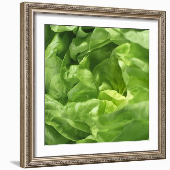 Lettuce-Alexander Feig-Framed Photographic Print