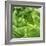 Lettuce-Alexander Feig-Framed Photographic Print