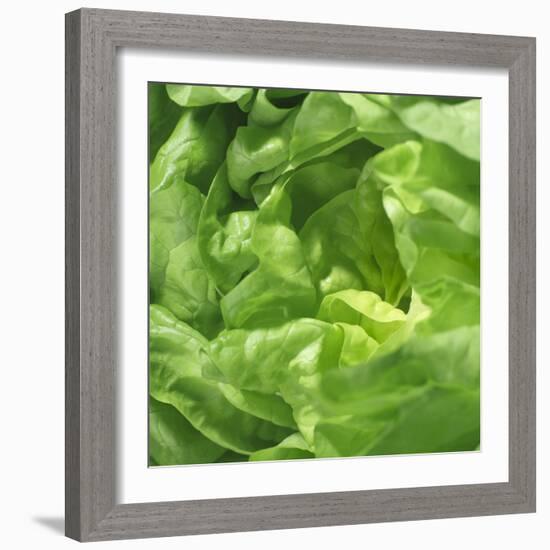 Lettuce-Alexander Feig-Framed Photographic Print