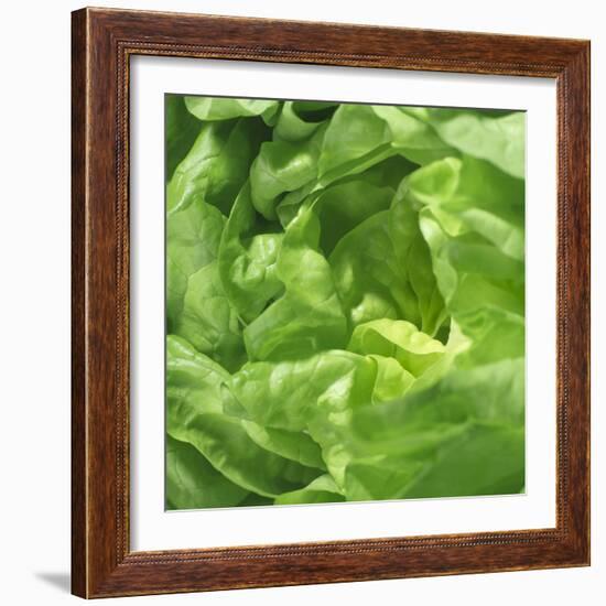 Lettuce-Alexander Feig-Framed Photographic Print