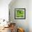 Lettuce-Alexander Feig-Framed Photographic Print displayed on a wall