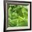 Lettuce-Alexander Feig-Framed Photographic Print