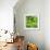 Lettuce-Alexander Feig-Framed Photographic Print displayed on a wall