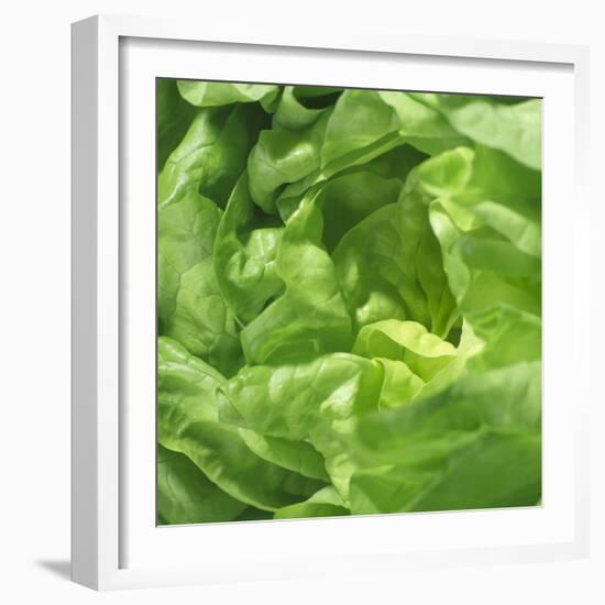 Lettuce-Alexander Feig-Framed Photographic Print