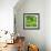 Lettuce-Alexander Feig-Framed Photographic Print displayed on a wall