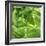 Lettuce-Alexander Feig-Framed Photographic Print