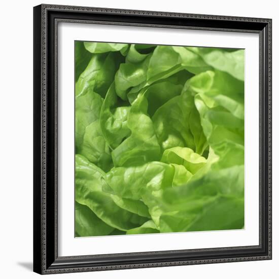 Lettuce-Alexander Feig-Framed Photographic Print