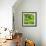 Lettuce-Alexander Feig-Framed Photographic Print displayed on a wall