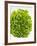 Lettuce-Barbara Lutterbeck-Framed Photographic Print