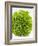 Lettuce-Barbara Lutterbeck-Framed Photographic Print