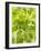 Lettuce-null-Framed Photographic Print