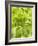 Lettuce-null-Framed Photographic Print