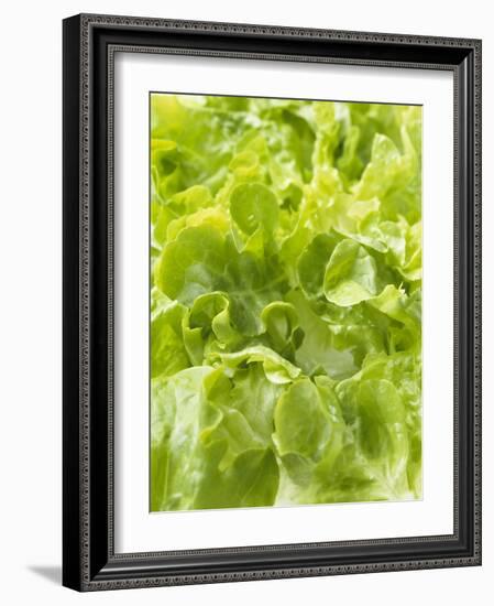 Lettuce-null-Framed Photographic Print