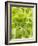 Lettuce-null-Framed Photographic Print