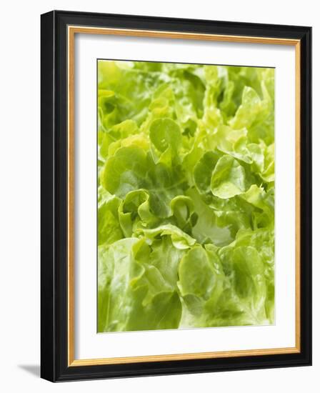 Lettuce-null-Framed Photographic Print