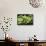 Lettuces-Victor De Schwanberg-Framed Premier Image Canvas displayed on a wall
