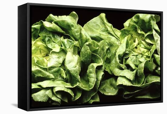 Lettuces-Victor De Schwanberg-Framed Premier Image Canvas