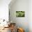 Lettuces-Victor De Schwanberg-Photographic Print displayed on a wall