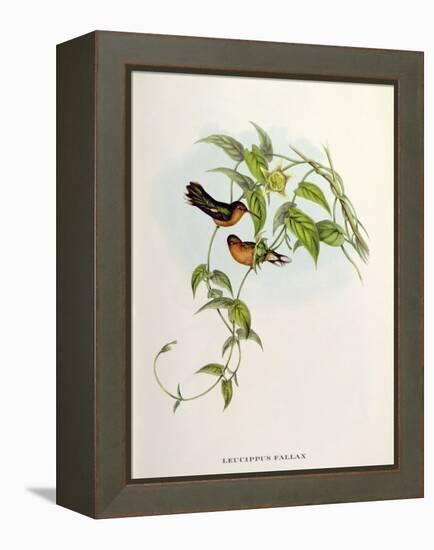 Leucippus Fallax-John Gould-Framed Premier Image Canvas