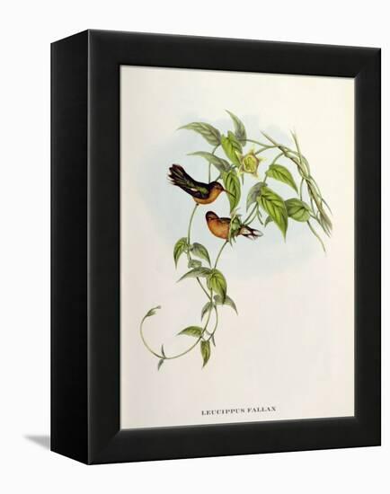 Leucippus Fallax-John Gould-Framed Premier Image Canvas