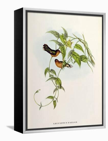 Leucippus Fallax-John Gould-Framed Premier Image Canvas