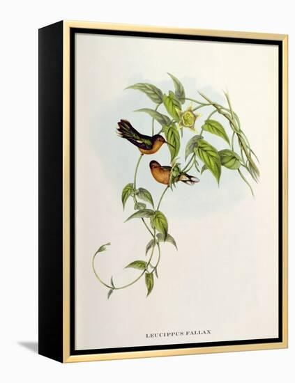 Leucippus Fallax-John Gould-Framed Premier Image Canvas