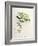 Leucippus Fallax-John Gould-Framed Giclee Print