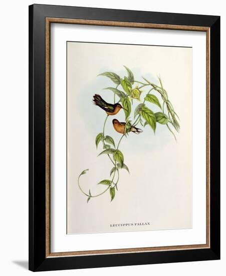 Leucippus Fallax-John Gould-Framed Giclee Print