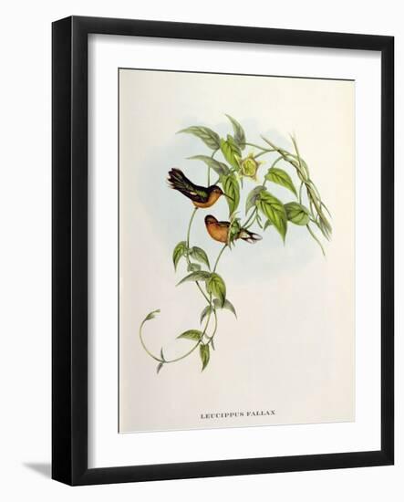 Leucippus Fallax-John Gould-Framed Giclee Print