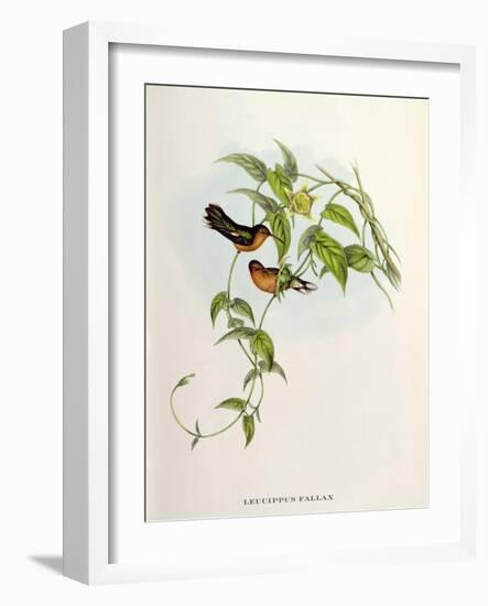 Leucippus Fallax-John Gould-Framed Giclee Print