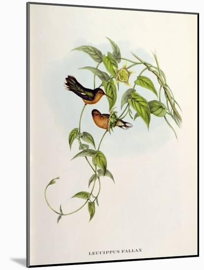 Leucippus Fallax-John Gould-Mounted Giclee Print