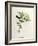 Leucippus Fallax-John Gould-Framed Giclee Print