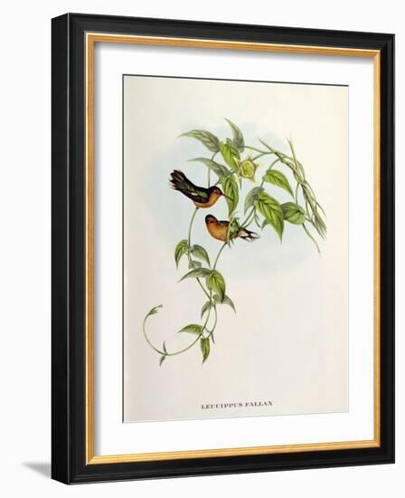 Leucippus Fallax-John Gould-Framed Giclee Print