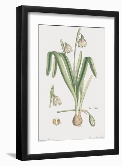 Leucoium Vernum-James Sowerby-Framed Giclee Print