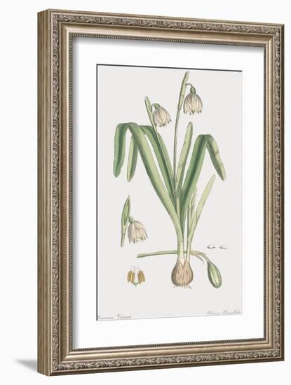 Leucoium Vernum-James Sowerby-Framed Giclee Print