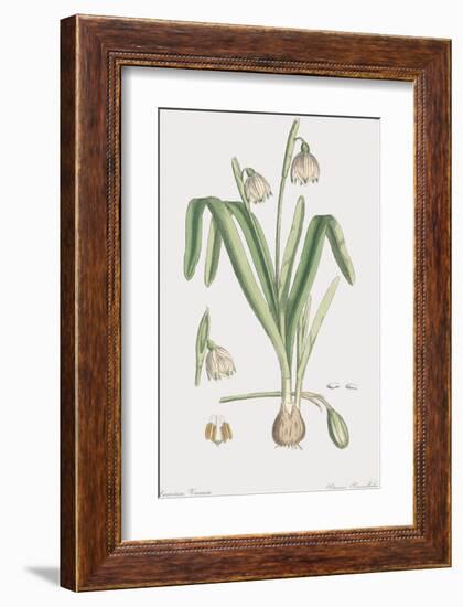 Leucoium Vernum-James Sowerby-Framed Giclee Print