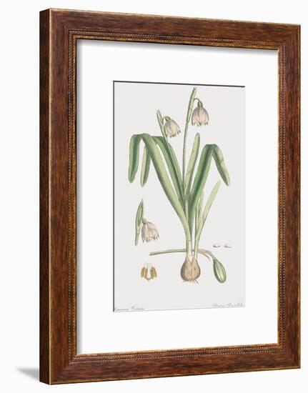 Leucoium Vernum-James Sowerby-Framed Giclee Print