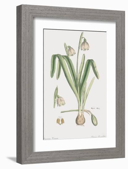 Leucoium Vernum-James Sowerby-Framed Giclee Print