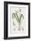 Leucoium Vernum-James Sowerby-Framed Giclee Print