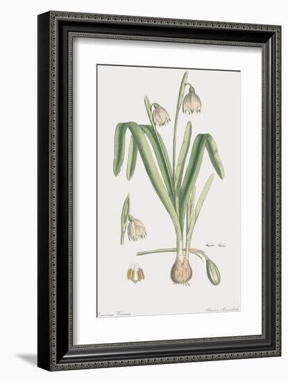 Leucoium Vernum-James Sowerby-Framed Giclee Print