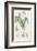 Leucoium Vernum-James Sowerby-Framed Giclee Print