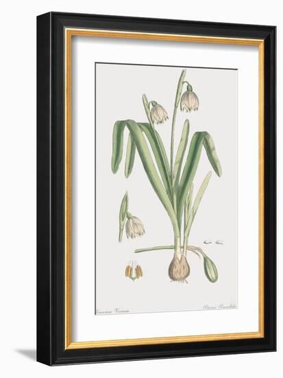 Leucoium Vernum-James Sowerby-Framed Giclee Print