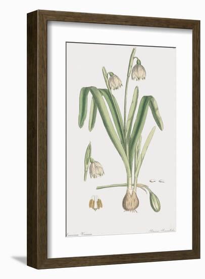 Leucoium Vernum-James Sowerby-Framed Giclee Print