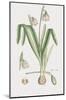 Leucoium Vernum-James Sowerby-Mounted Giclee Print