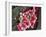Leukaemia Blood Cells, SEM-Steve Gschmeissner-Framed Photographic Print