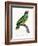 Levaillant Parrot IX-Francois Levaillant-Framed Art Print