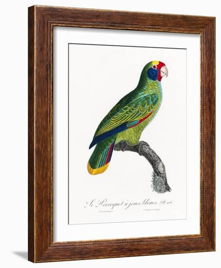 Levaillant Parrot IX-Francois Levaillant-Framed Art Print
