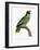 Levaillant Parrot IX-Francois Levaillant-Framed Art Print